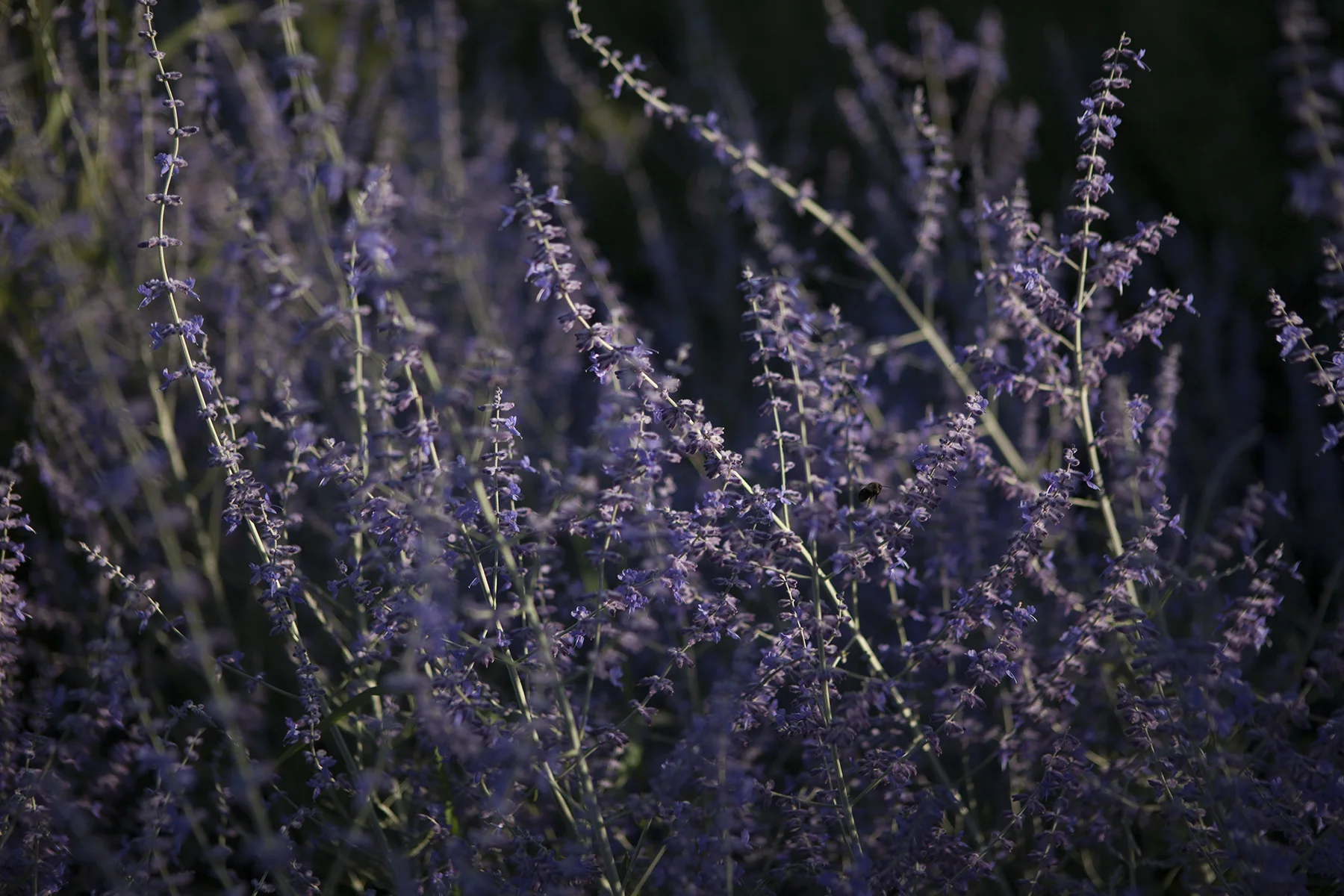 nature_purple_flowers.jpg