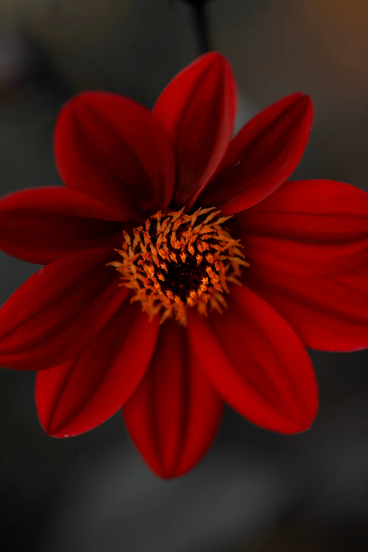 nature_red_flower_macro.jpg