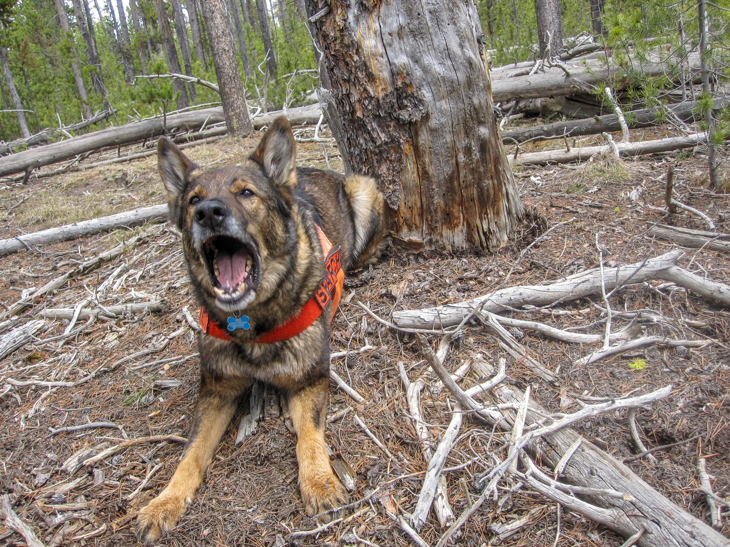 YNP SAR - bone find.jpg