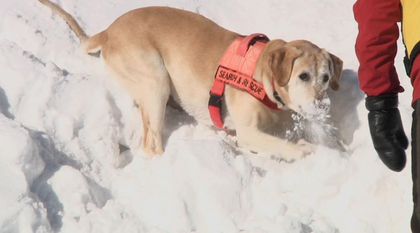Search And Rescue Dogs