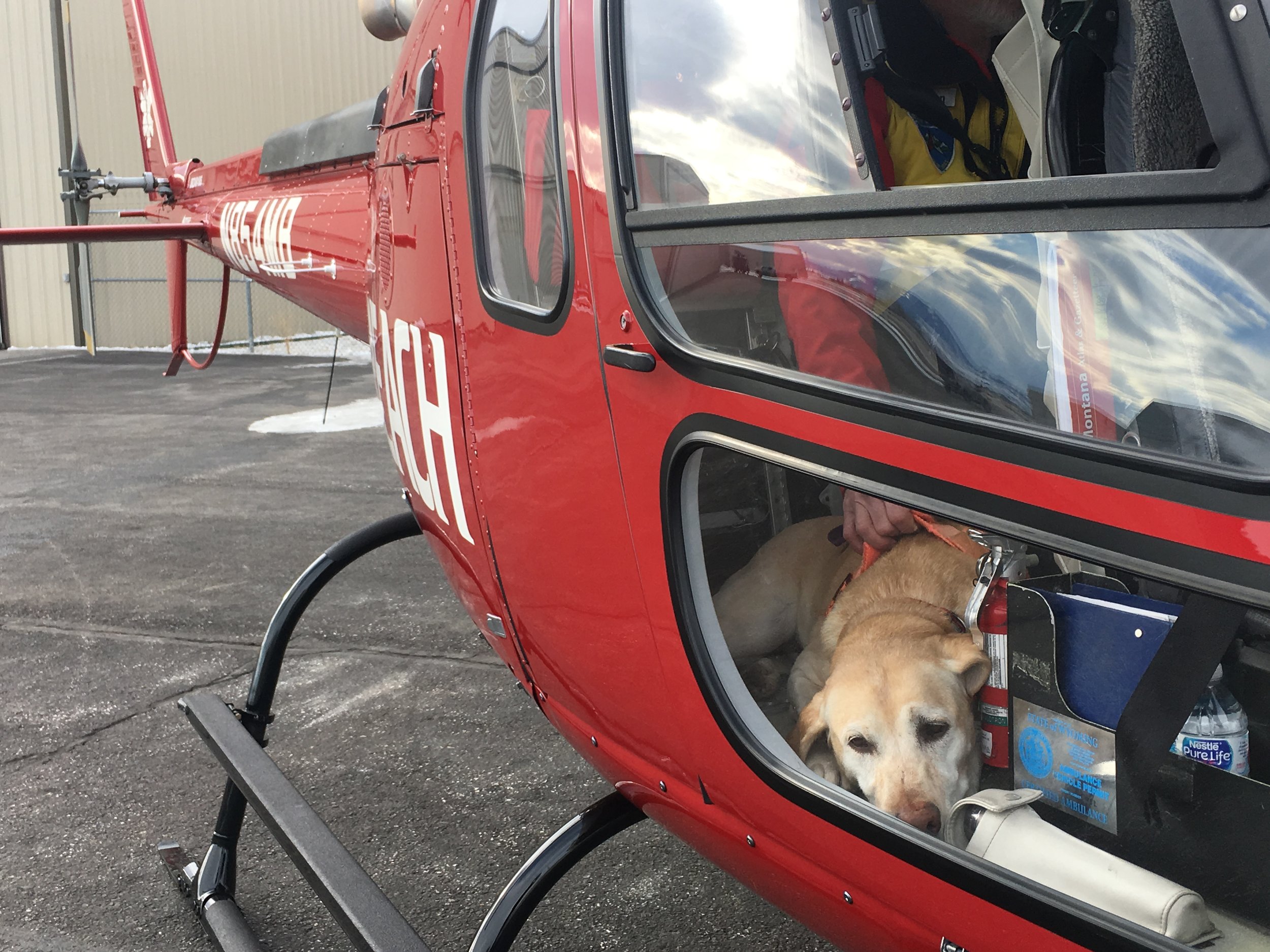  K9 Trigger is a helicopter pro!  