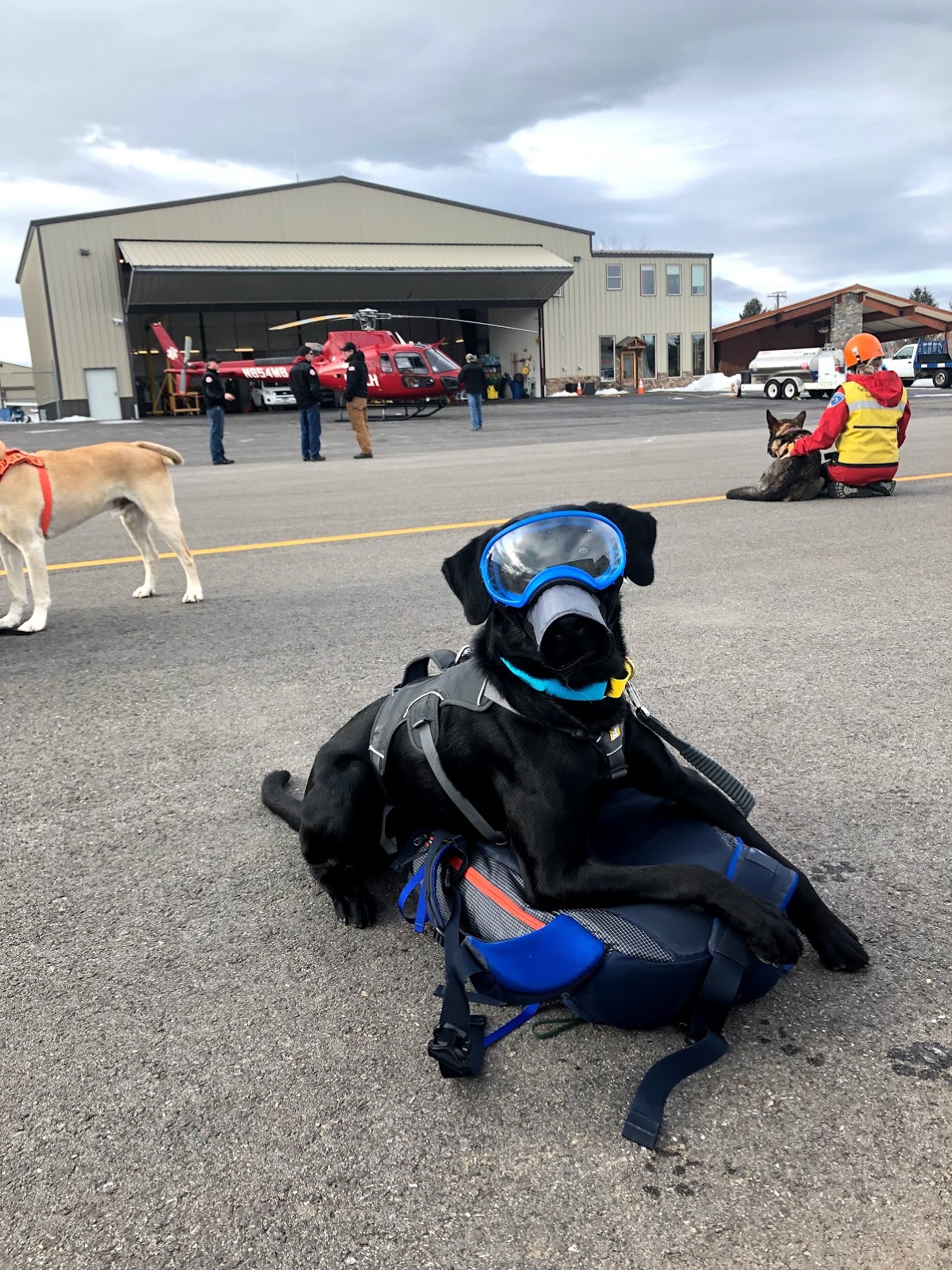 K9 Yodel (in training) shows off his personal protective equipment