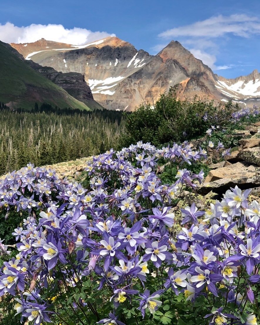 We have a few openings left for our Watercolors &amp; Wildflowers Retreat this July 14-17th! Come and hunt for Colorado wildflowers around the Lizard Head Wilderness with our amazing guides who will also be teaching watercolor techniques back at the 