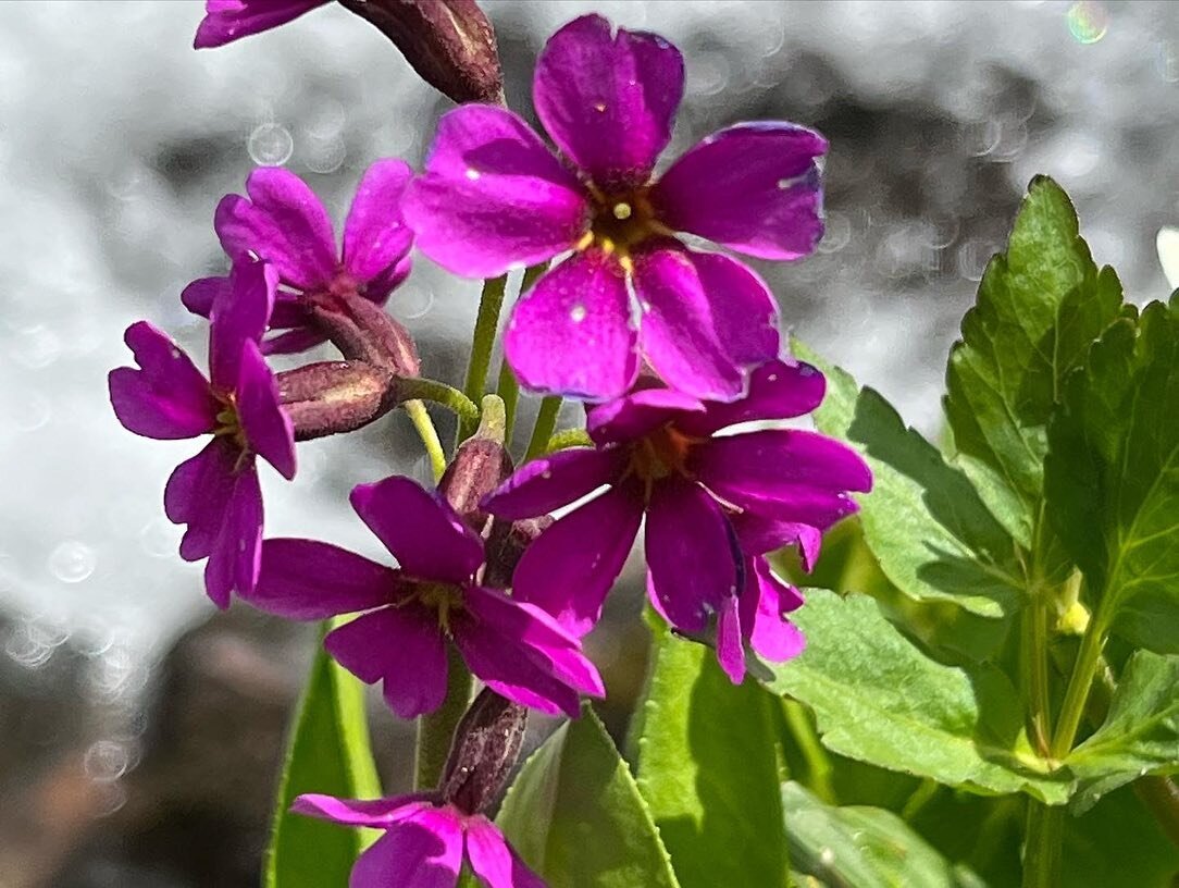 Wildflower season is coming!  We are offering a Wildflower Watercolor Retreat at the High Camp Hut July 14th to 17th.  Come learn about these special plants and explore their true colors&hellip;.