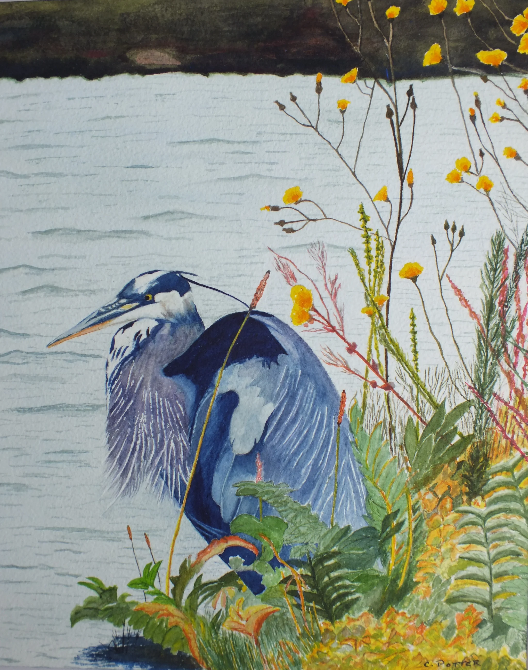 Heron on the Bank 10.5x13.5.jpg.jpg