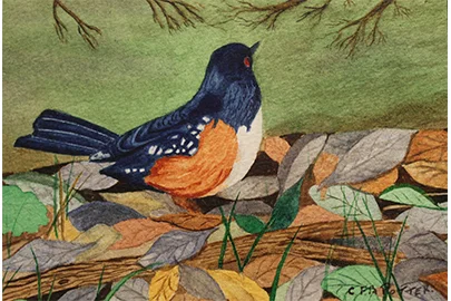 Towhee (6.5 x 8).jpg