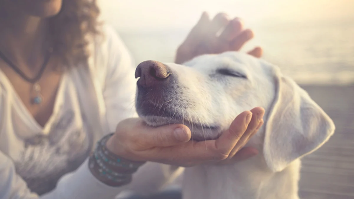 holistic-pet-care.jpg