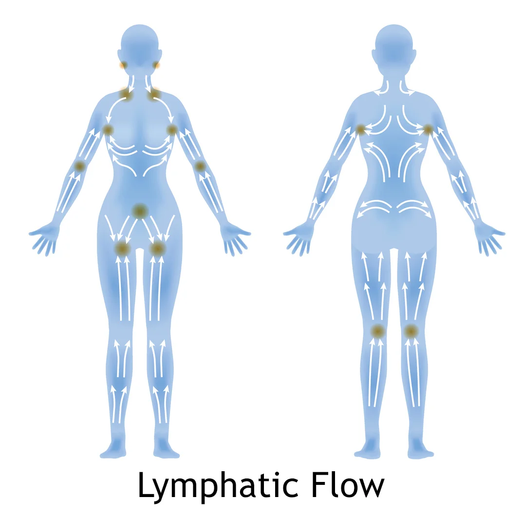 lymph.jpg