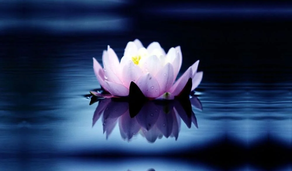 lotus.jpg