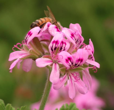 Geranium (Pelargonium Graveolens) from Egypt.