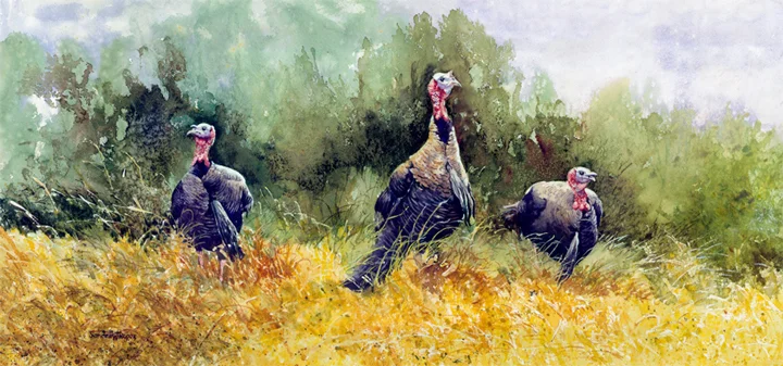Looking For Turkeys