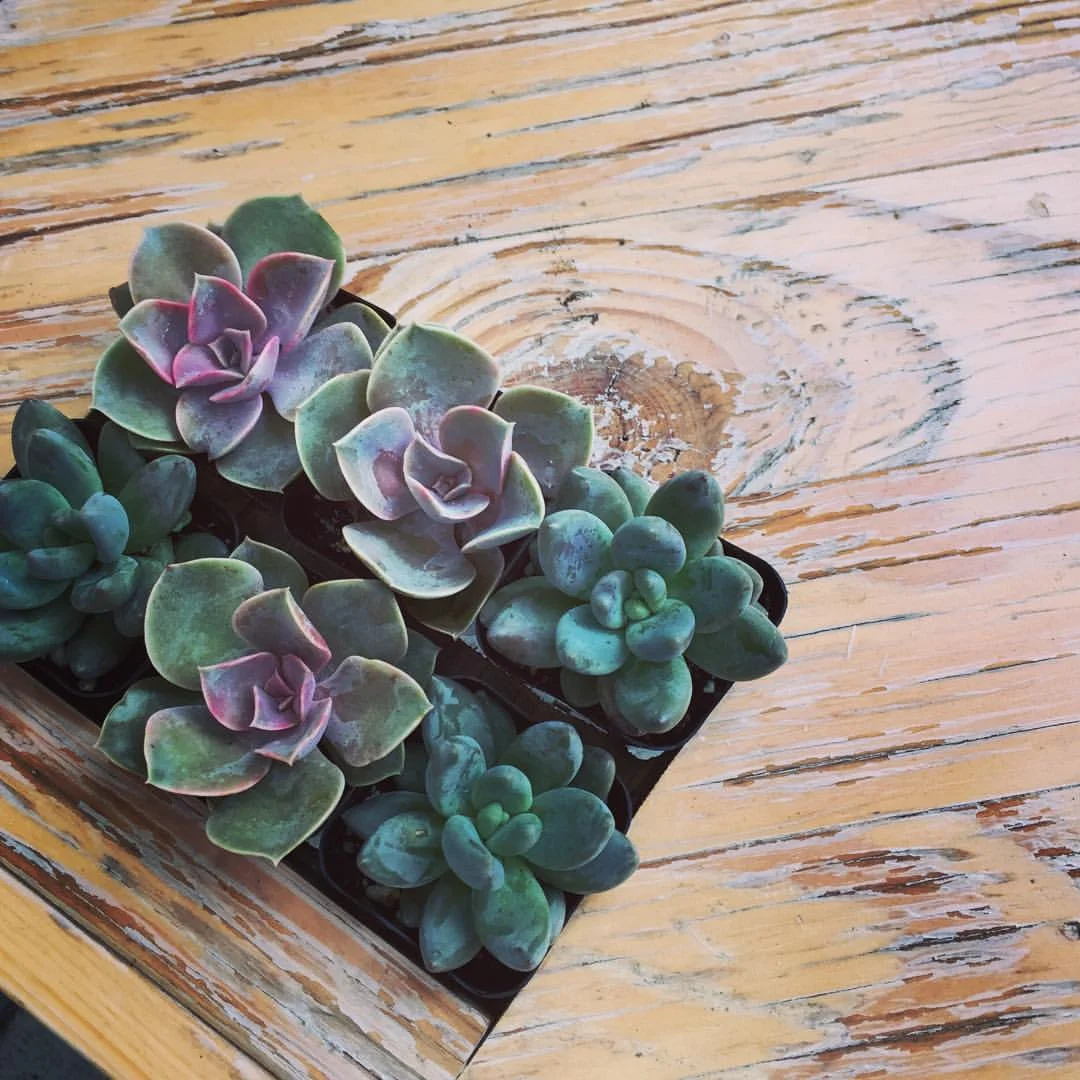 Materials wood succulent planter.jpg