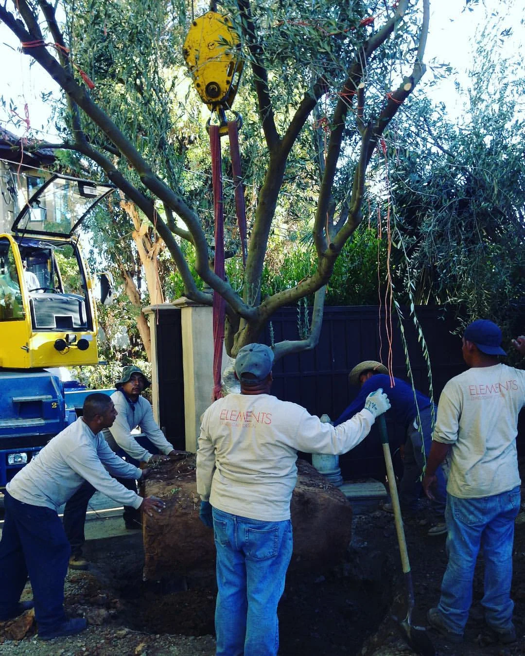 Big Olive tree install crew.jpg