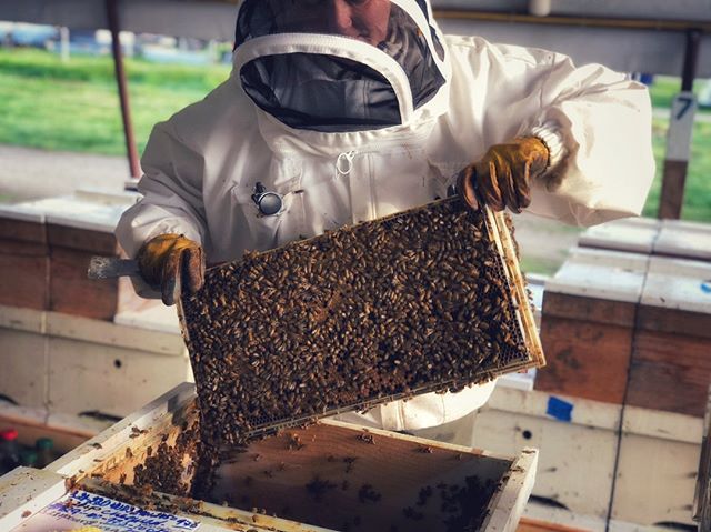Taking care of the fam⁠
.⁠
.⁠
.⁠
.⁠
.⁠
#brood #babybee #babybees #honeybees #honeybee #bees #bee #anbees #bee #beekeeper #beekeeping #beekeeperproblems #beekeeperlife #beekeepersofinstagram #italianqueens #savethebees #apiary #saveourbees #lovebees #