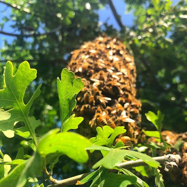 The bees are taking over the trees!⁠
.⁠
.⁠
.⁠
.⁠
.⁠
#swarm #nature #beek #beekee[ing #beekeeperproblems #beekeepersofinstagram #bee #bees #honeybee #savethebees #honey #bumblebee #insect #pollen #insects #beekeeping #dagi #abeja #dagibee #beehive #be