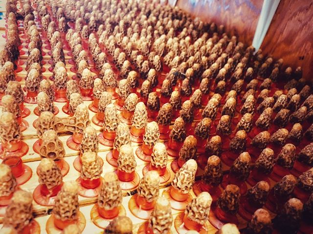 Our army of queen cells!! #queencells. Call today for queens and queen cells!⁠
.⁠
.⁠
.⁠
.⁠
.⁠
.⁠
#babybee #italianqueens #beekeeping #beekeeper #beek #bee #bees #honey #honeybee #honeybees #beekeepersofinstagram #Beekeeperproblems #queenbee #queenbee