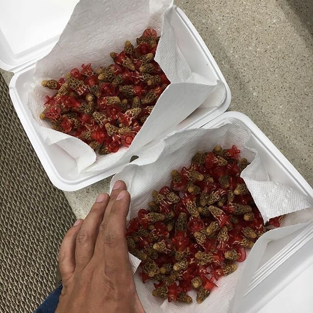First queen cells 2020!⁠⠀
Woo hoo !!!⁠⠀
.⁠⠀
.⁠⠀
.⁠⠀
.⁠⠀
.⁠⠀
#Bee #bees ##beekeepers #beekeepersofinstagram #beekeeperlife #beekeeperproblems #beeepersofinstagram #ca #california #lovewhatyoudo #queencells2020 #gueencells ( #📷 @sergei_storojenko ) #Q