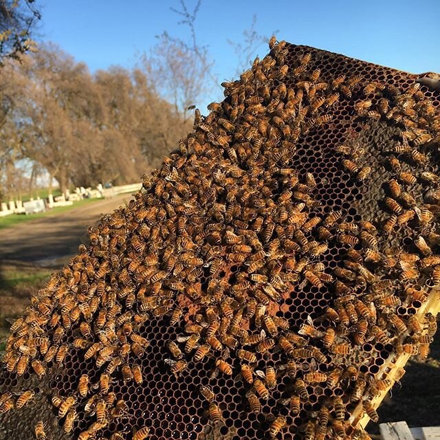 Pulling the queens out and convert into hives for the almond pollination. .⁠⠀
.⁠⠀
.⁠⠀
.⁠⠀
.⁠⠀
#Bee #bees ##beekeepers #beekeepersofinstagram #beekeeperlife #beekeeperproblems #beeepersofinstagram #ca #california #lovewhatyoudo #almondpollination2020