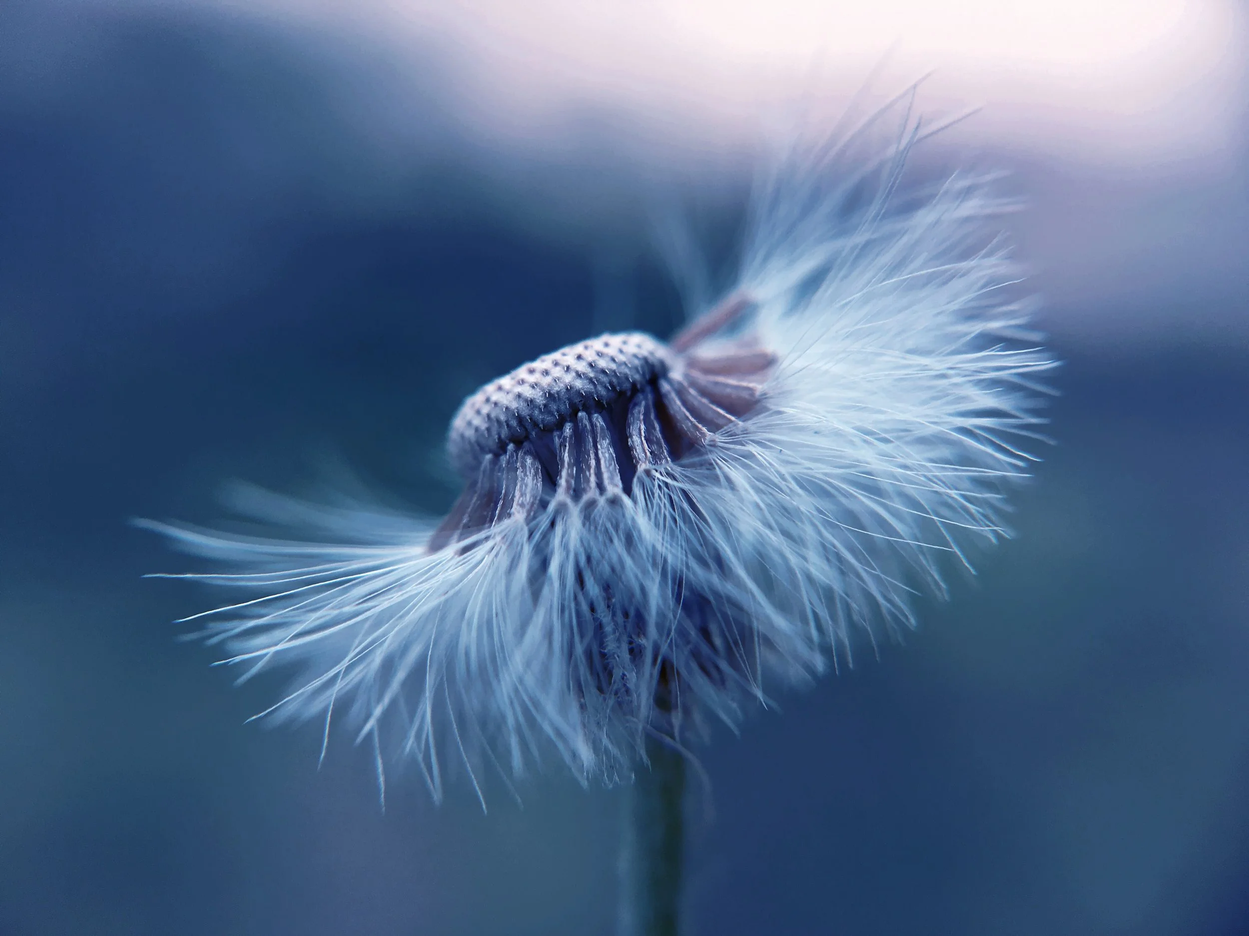 dandelion free.jpg