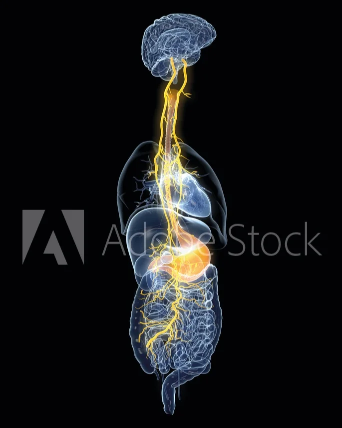 Vanus+Nerve+Preview.jpg