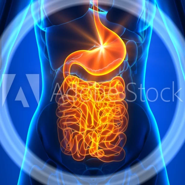 Gut+Preview+2.jpg