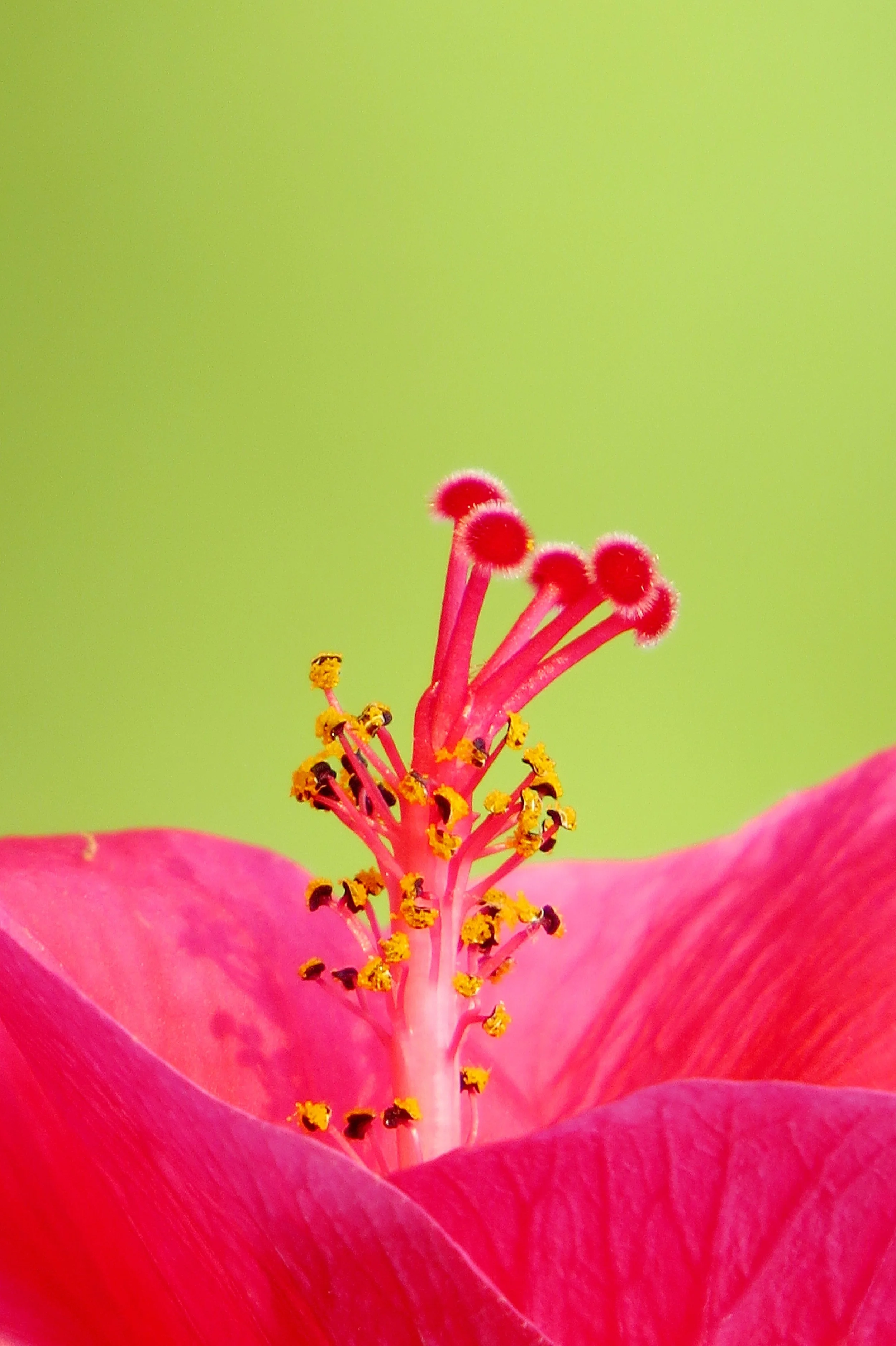 hibiscus.jpg