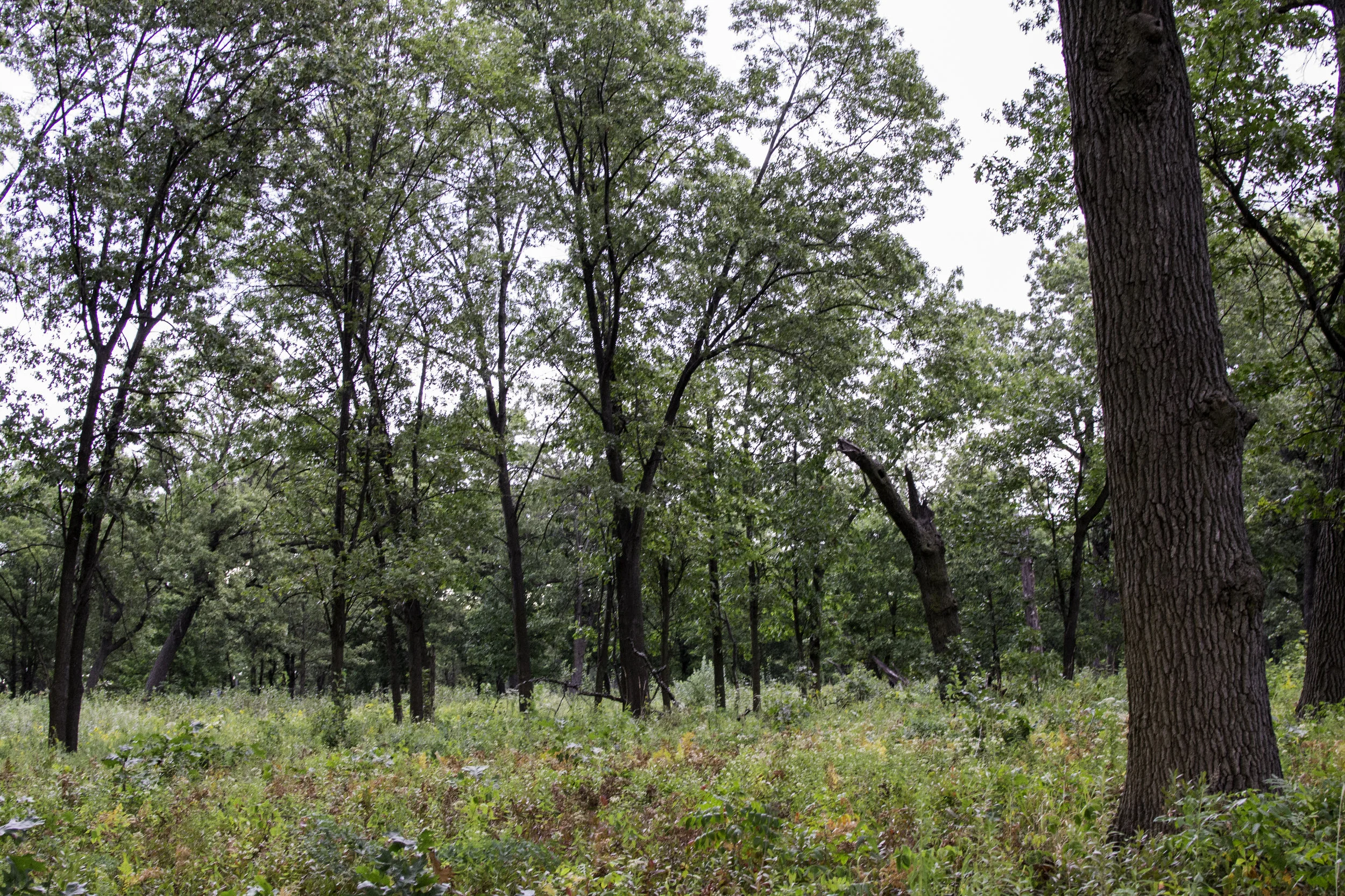 _DSC9383.jpg