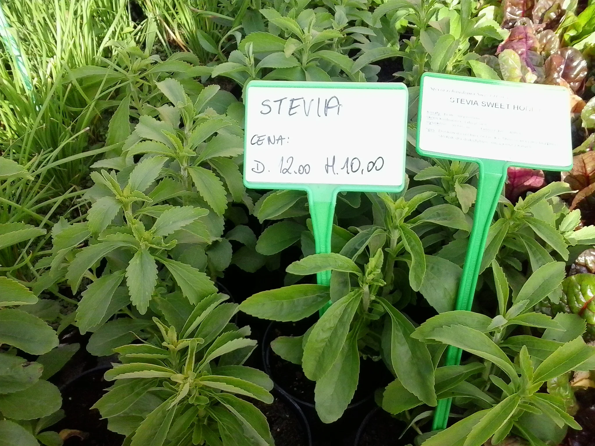steviaplant.jpg