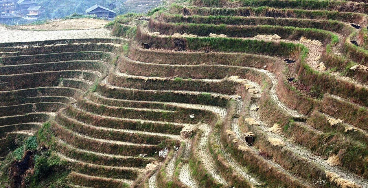 Rice terraces in China. Photo credit: Tine Steiss/Wikimedia