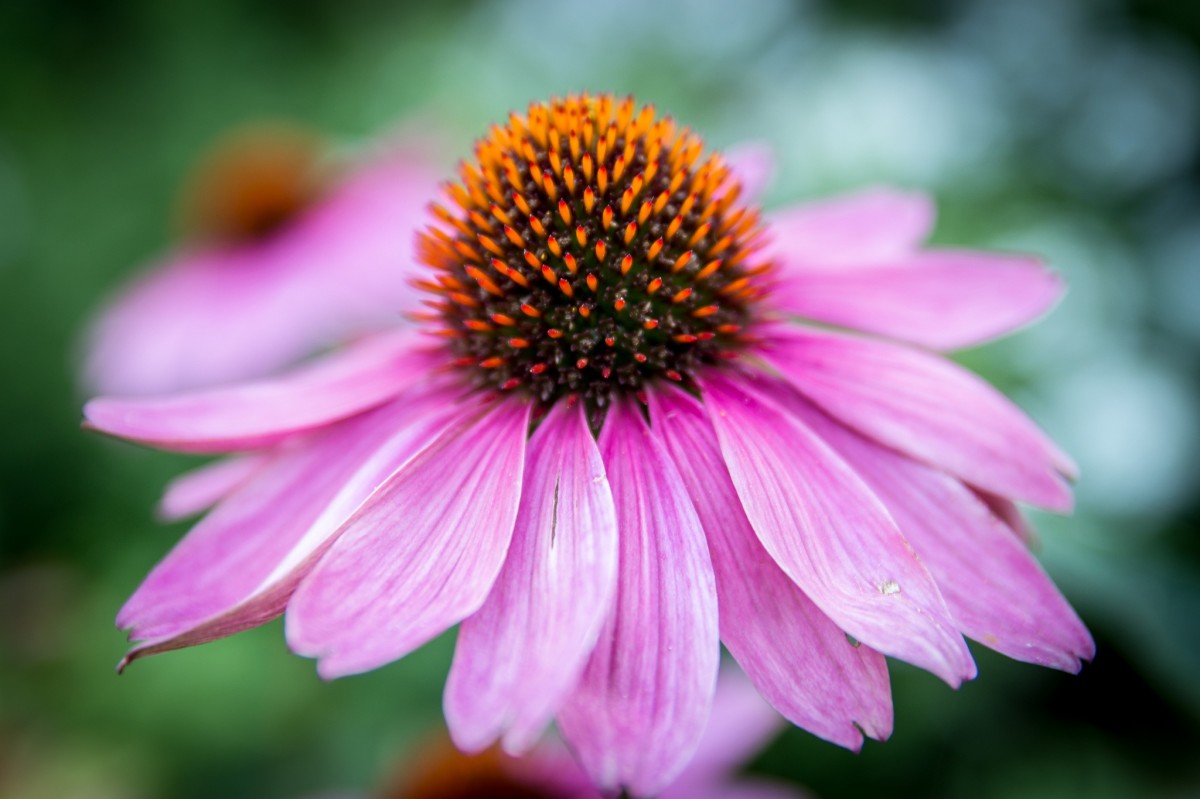 echinacea.jpg