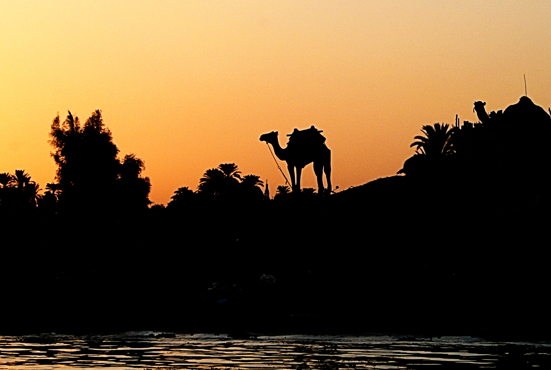 Camel sunset IMG_8468.jpg