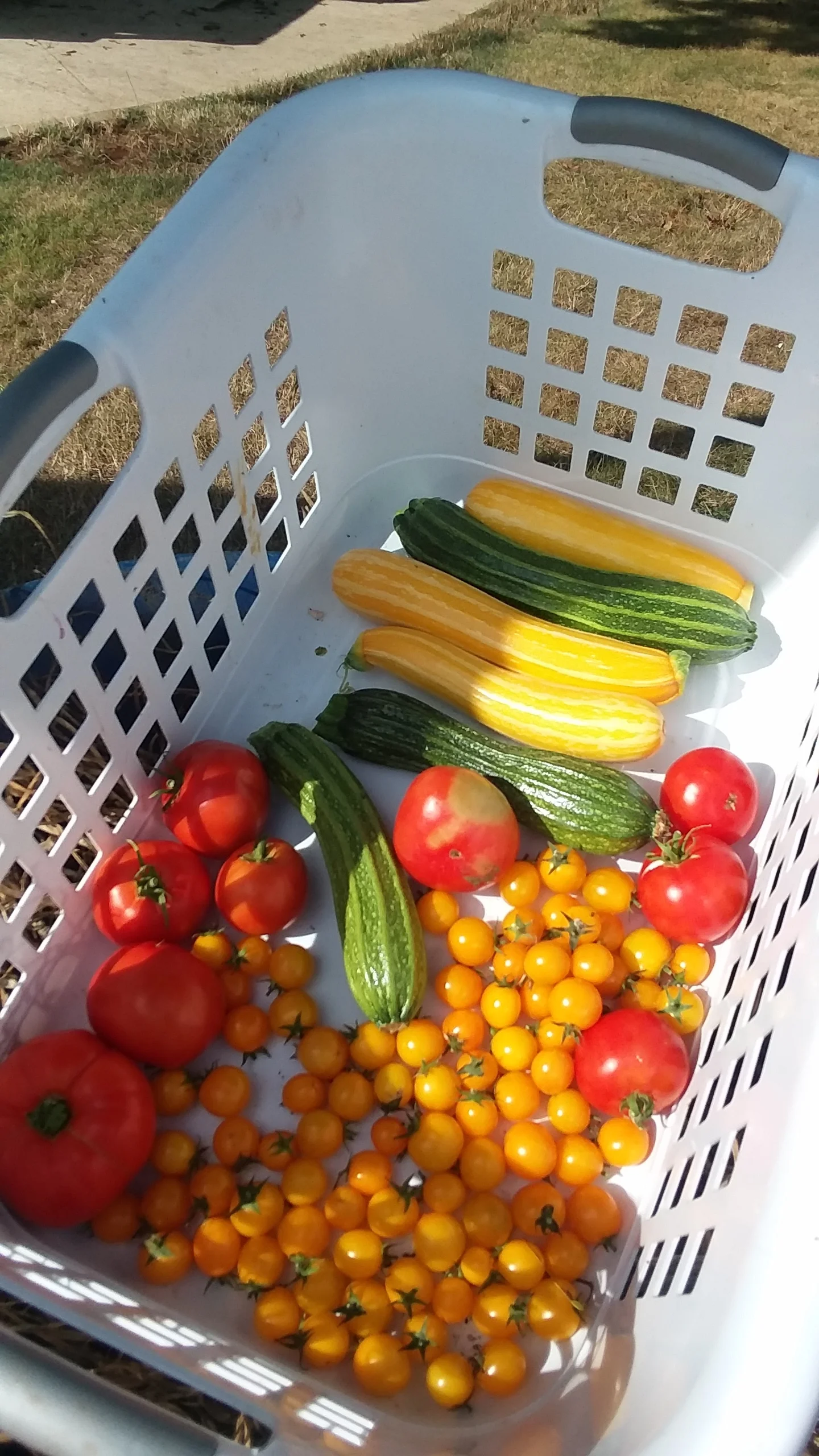 2019 September harvest.jpg