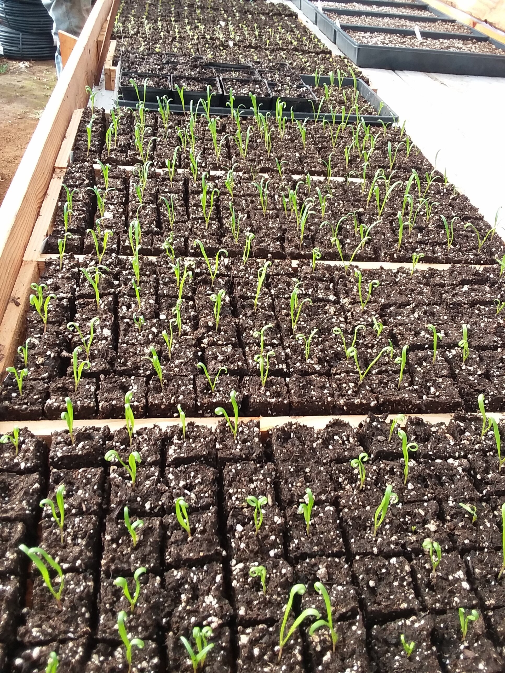 2021 spring spinach sprouts.jpg
