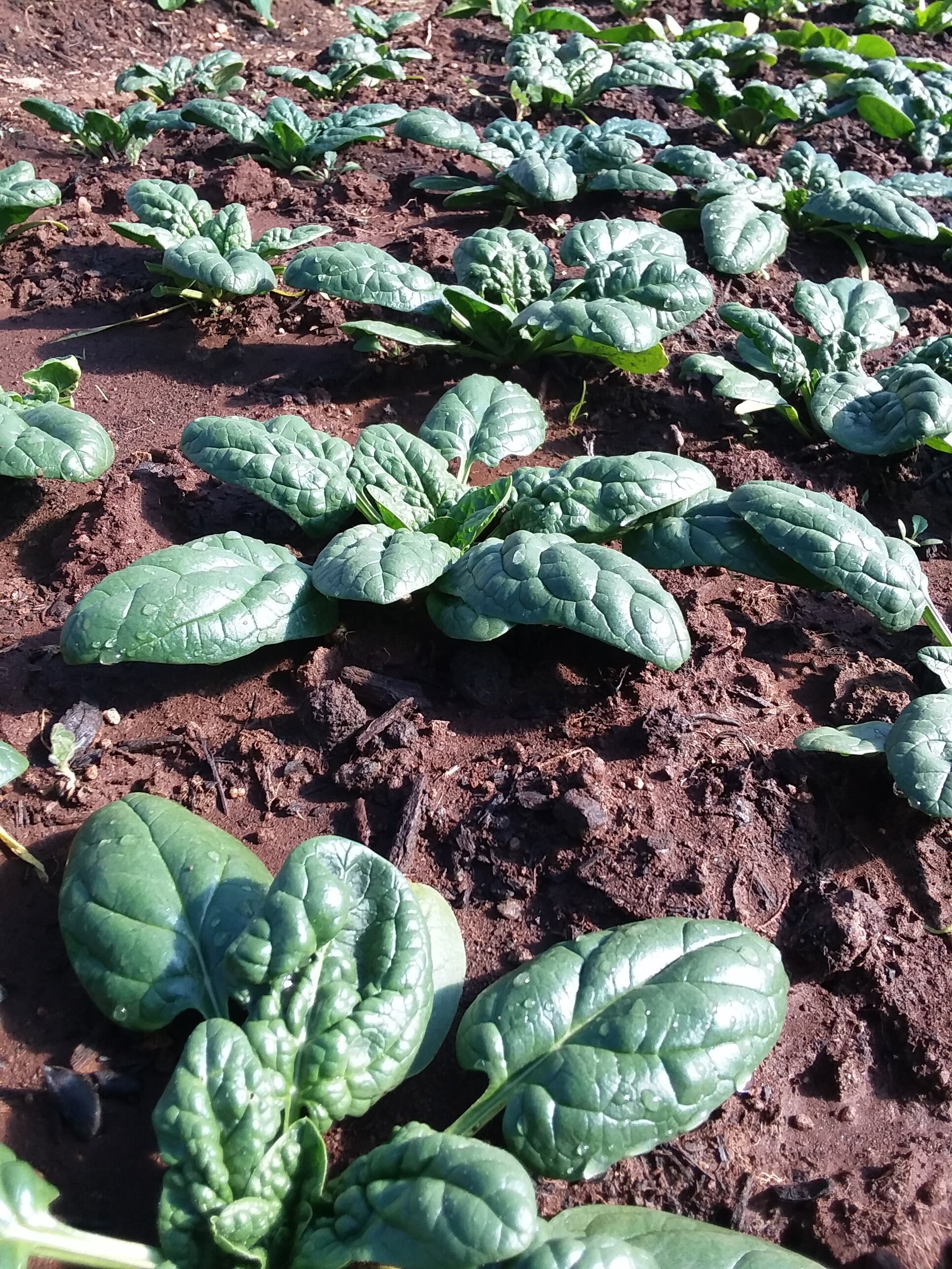2021 produce spinach.jpg