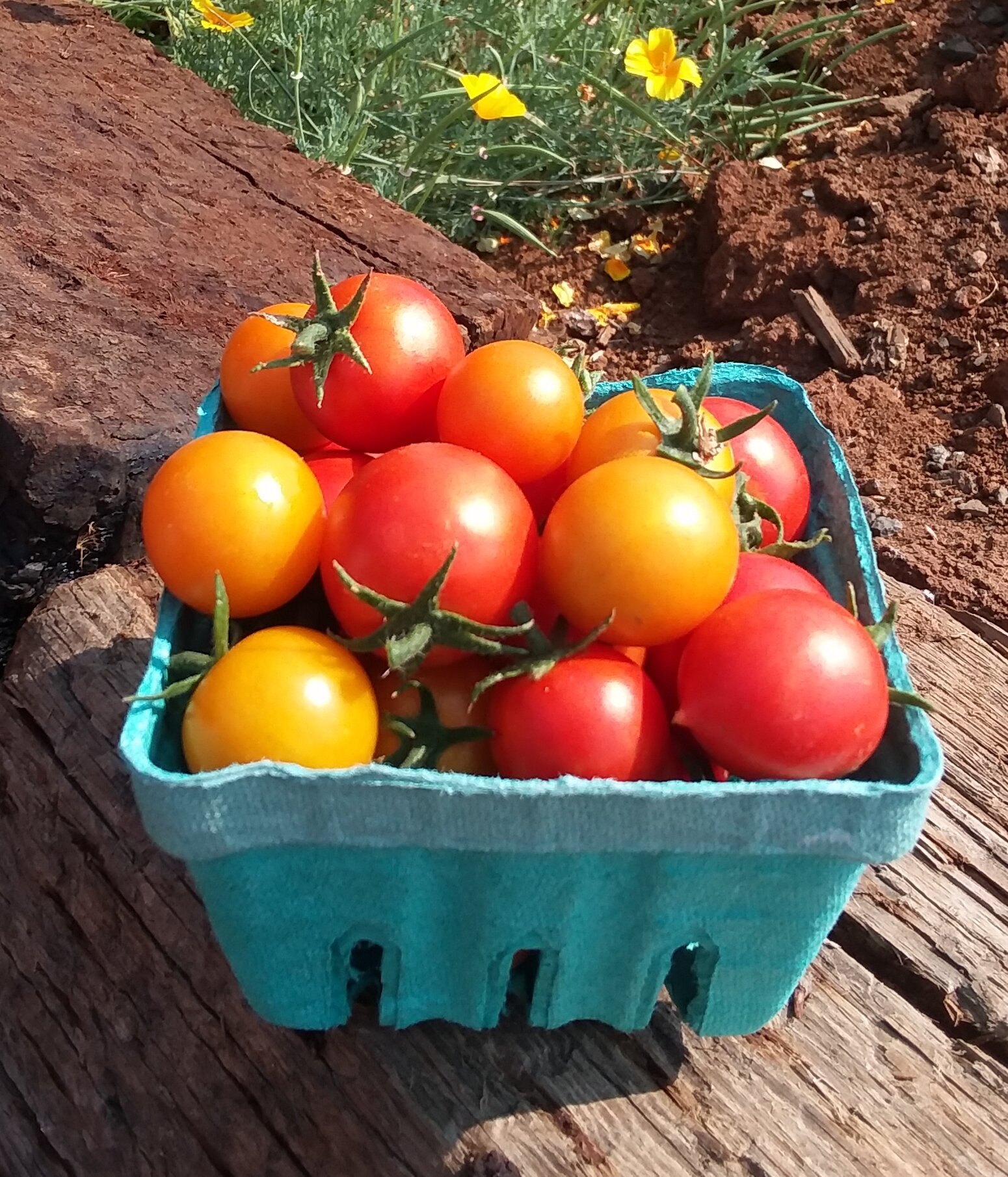 2021 product cherry tomatoes.jpg
