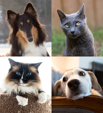 About-animals_1.jpg