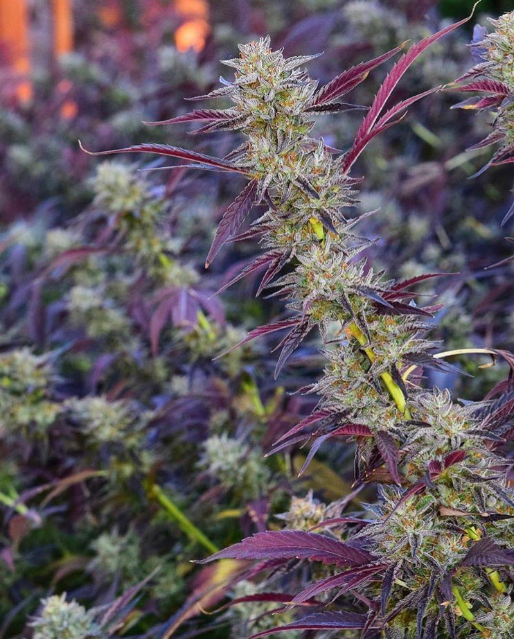 Cannabis operations consulting and compliance software solutions.jpg