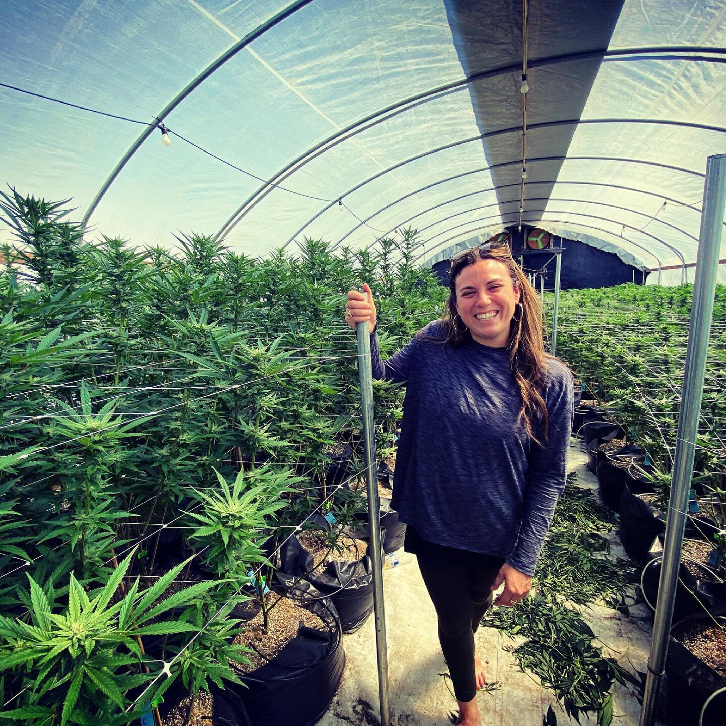 Britt is the Compliance Director for Humboldt Logistics⚡️

🌻She has a deep passion for seeing legacy growers and their culture survive in the licensed market 

✨From a hash maker under Prop 215 days to now overseeing 45 different companies throughou