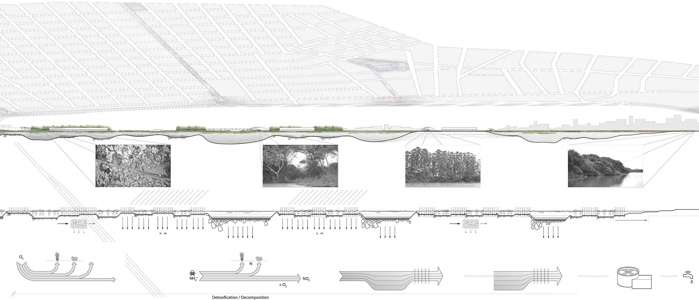Longitudinal Section