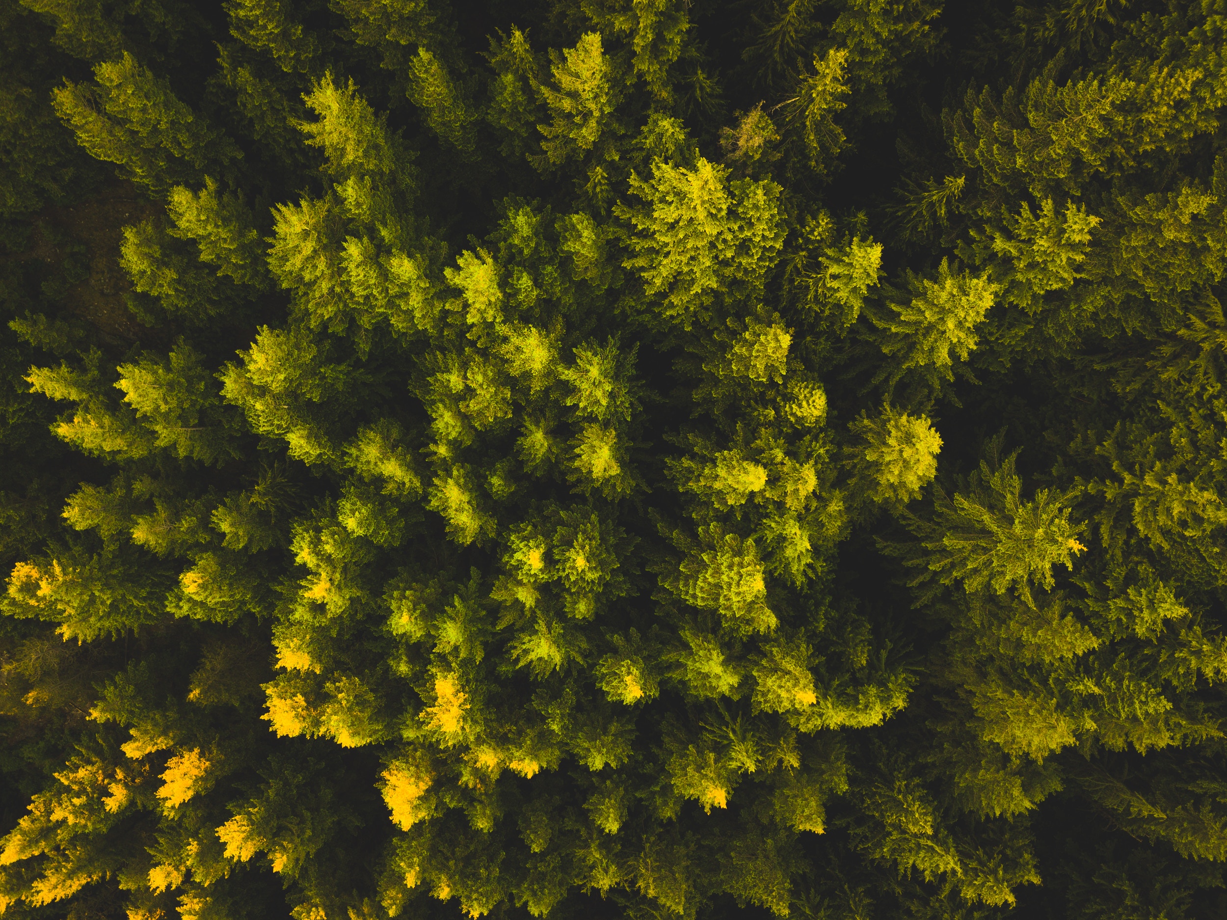 green trees.jpg