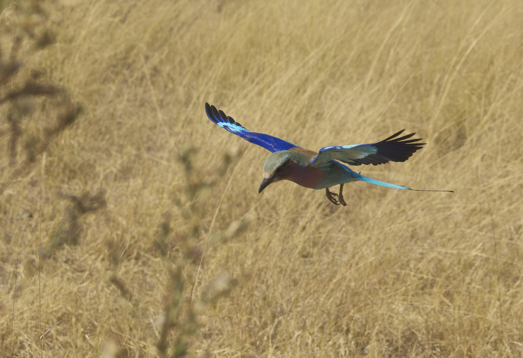 Blue Bird Africa.jpg