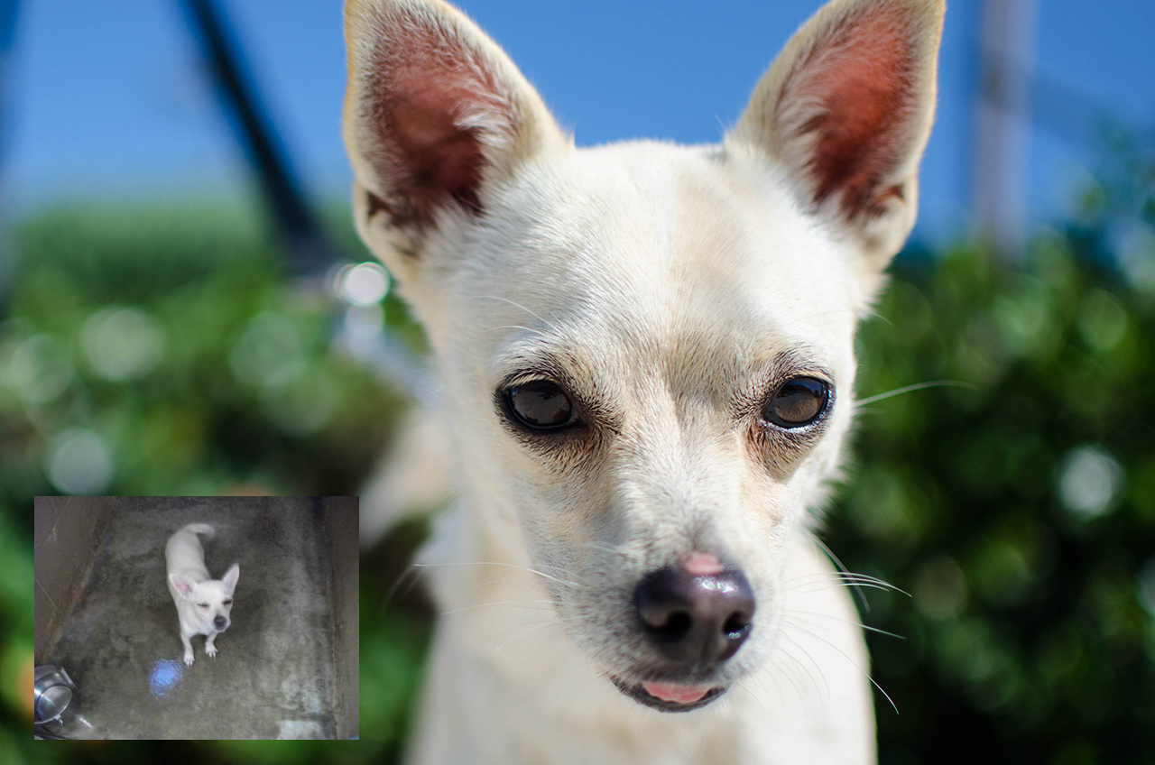B and A White dog.jpg