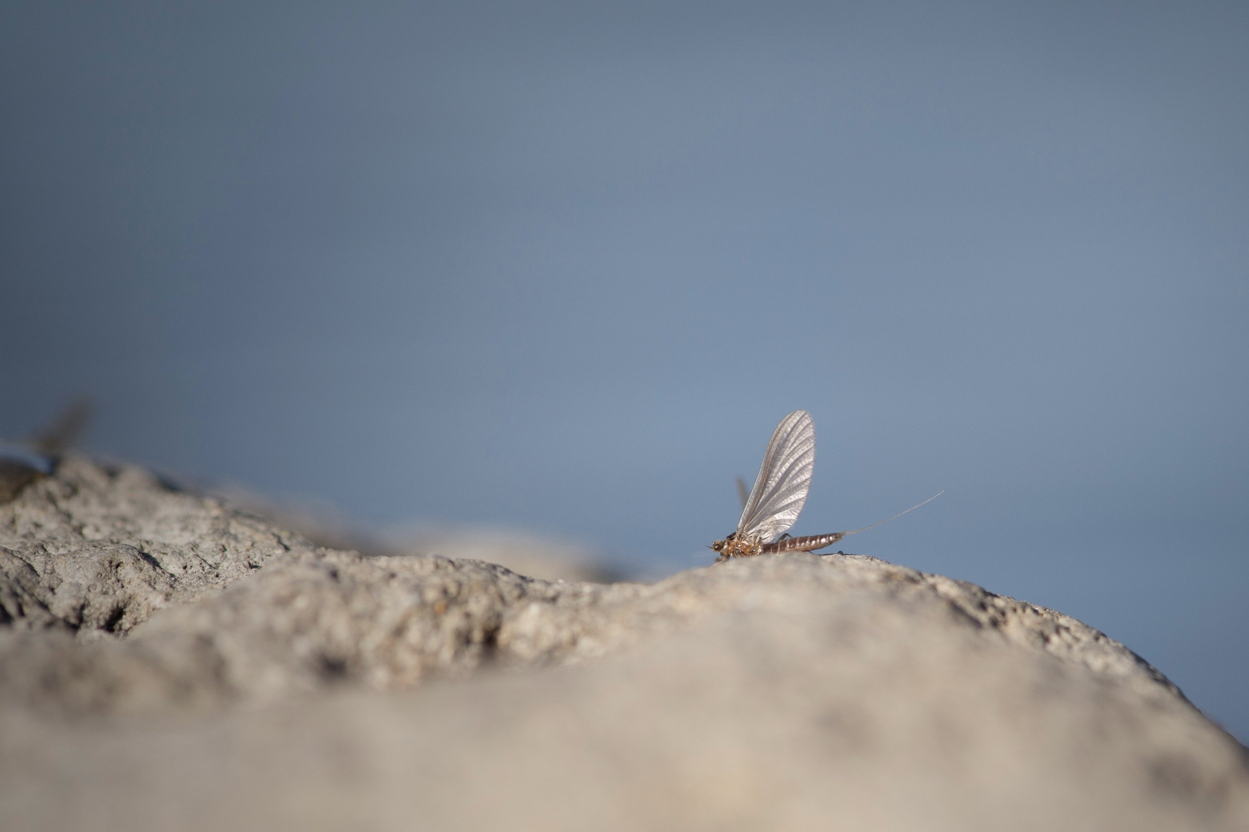 A mayfly.