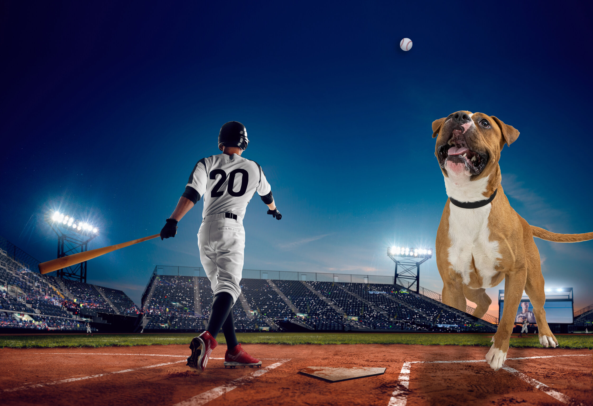 Large Baseball Dog.jpg