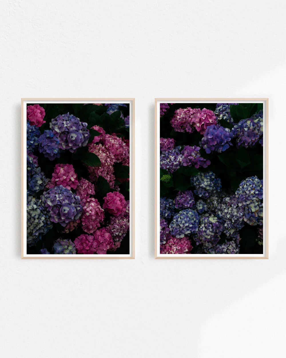 hydrangea set.jpg