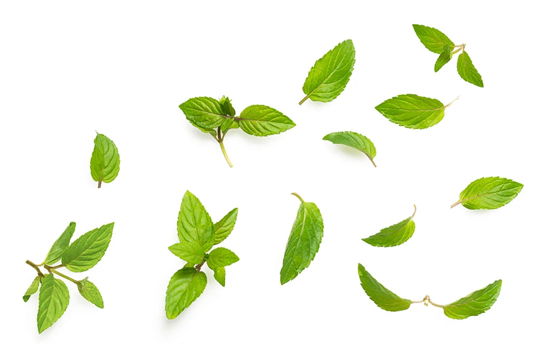 Ingredients-teaTree.jpg