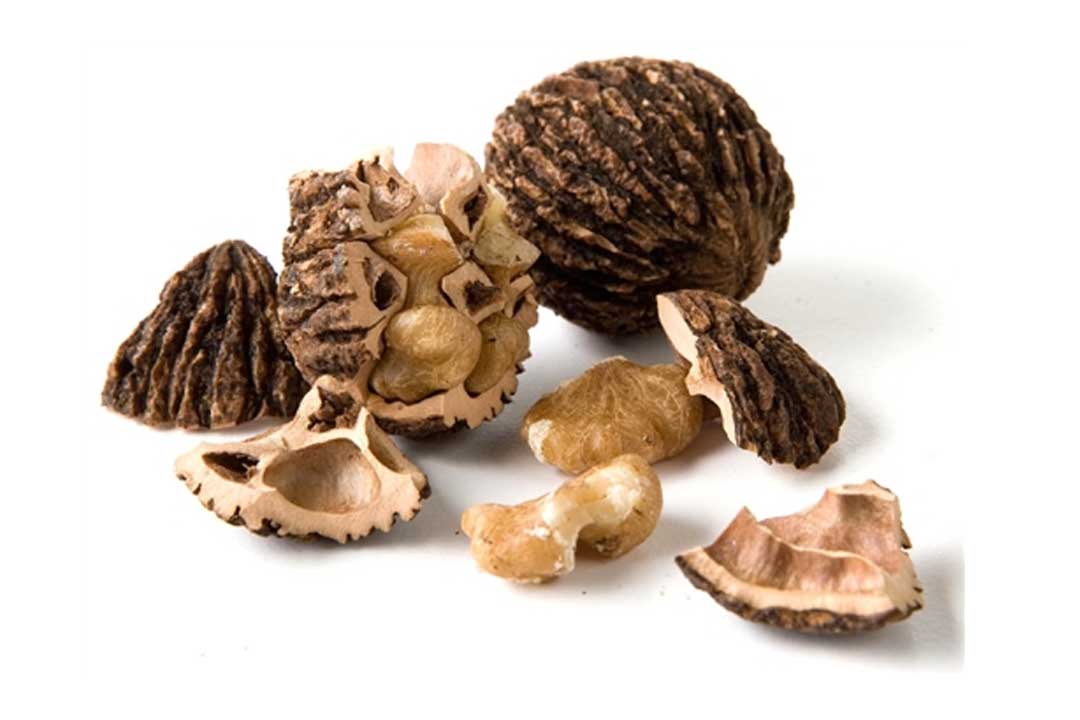 Black Walnut