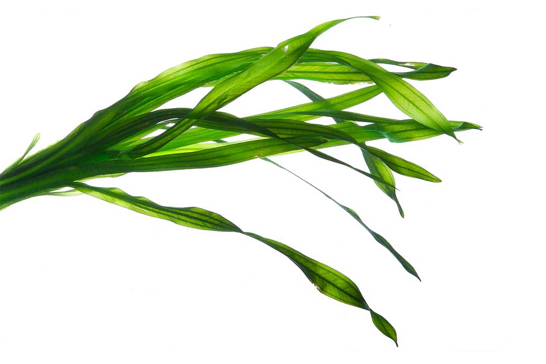 Chlorella