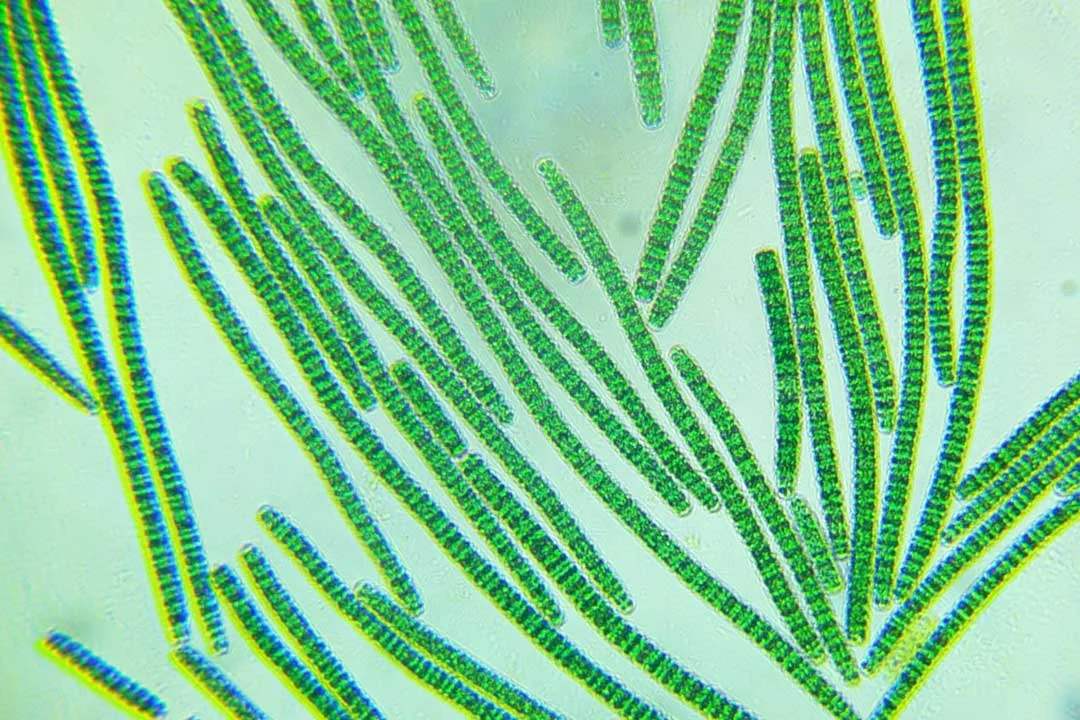 Spirulina Aqua