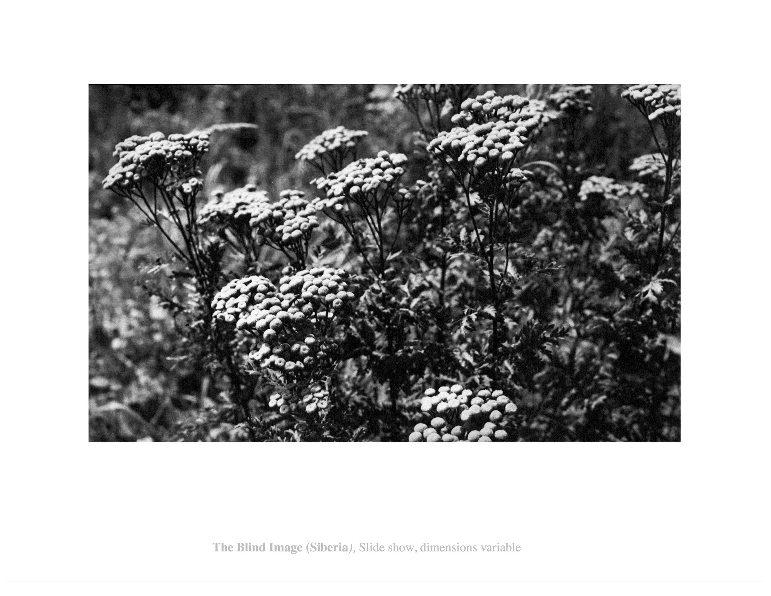 Blind Image 3.jpg
